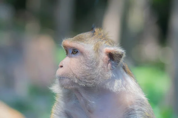 Mono buscando a un amigo con ojos tristes — Foto de Stock