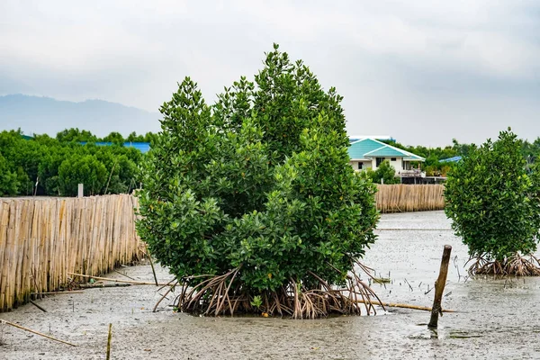 Forêt de mangroves et barrière dans la mer — Photo