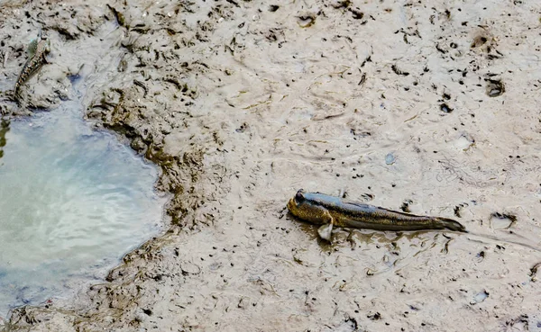 Ovanifrån av blå fläckig mudskipper (Boleophthalmus boddarti) på strandremsan — Stockfoto