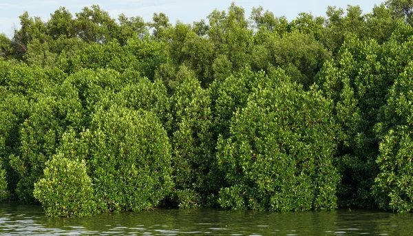 マングローブ林の豊かな緑の木 — ストック写真