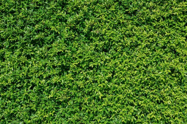 Green plant leaves texture background — Stock Photo, Image