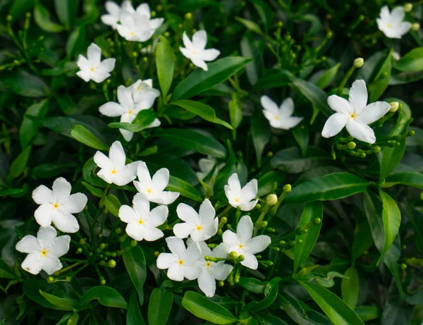 Gerdenia κρεπ γιασεμί (Γαρδένια jasminoides), λευκά λουλούδια με τα πράσινα φύλλα — Φωτογραφία Αρχείου