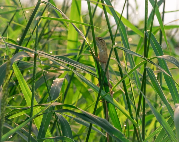 Lézard de jardin oriental, Lézard de jardin oriental, Lézard changeable (Calotes mystaceus) est suspendu sur l'herbe qui ont rosée pour bronzer le matin — Photo