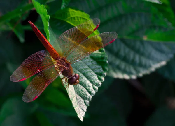 Libélula roja muestra el detalle de las alas en una hoja verde como fondo natural en el día del sol — Foto de Stock