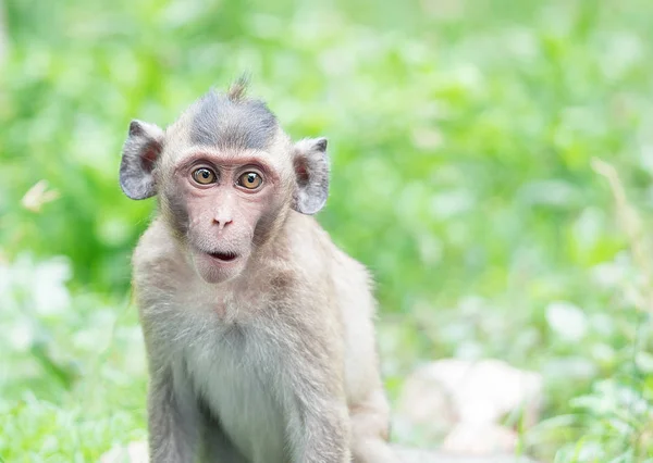 Bebé monos marrones se alimentan en la boca — Foto de Stock