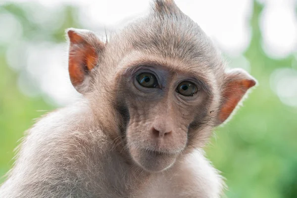 Retrato de mono marrón, hace que las caras se sientan guapas — Foto de Stock