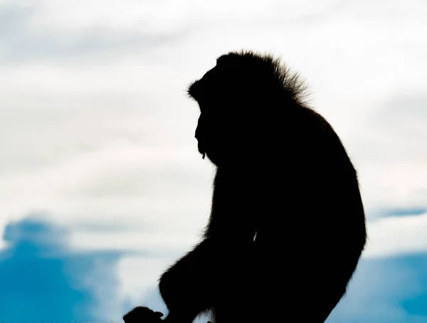 La silueta de un mono sobre un telón de fondo del cielo con espacio para copiar — Foto de Stock