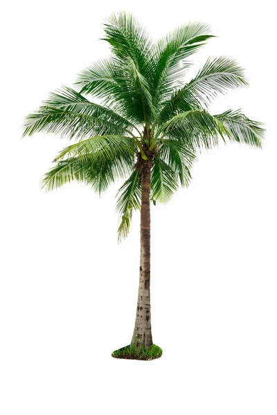 Árbol de coco aislado sobre fondo blanco utilizado para la publicidad de la arquitectura decorativa. Concepto de verano y playa, con ruta de recorte . —  Fotos de Stock