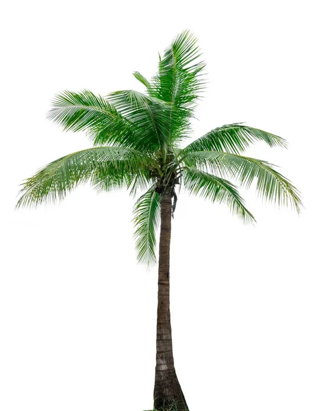 Coconut tree isolated on white background used for advertising decorative architecture. Summer and beach concept,with clipping path. — Stock Photo, Image