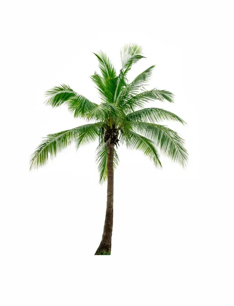 Árbol de coco aislado sobre fondo blanco utilizado para la publicidad de la arquitectura decorativa. Concepto de verano y playa, con ruta de recorte . —  Fotos de Stock