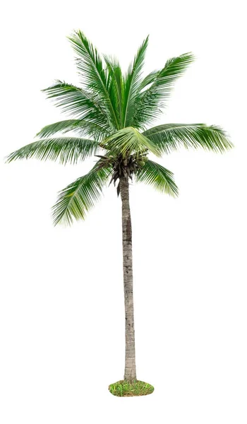 Árbol de coco aislado sobre fondo blanco utilizado para la publicidad de la arquitectura decorativa. Concepto de verano y playa, con ruta de recorte . —  Fotos de Stock