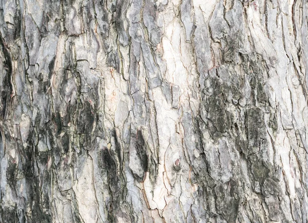 Corteccia nera e grigia di sfondo struttura dell'albero con spazio copia — Foto Stock