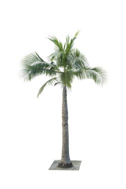 Hindistan cevizi ağacı dekoratif mimari reklam için kullanılan beyaz arka plan üzerinde izole. Yaz ve plaj kavramı