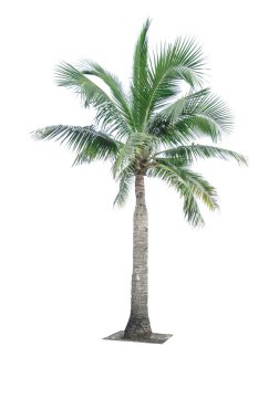 Hindistan cevizi ağacı dekoratif mimari reklam için kullanılan beyaz arka plan üzerinde izole. Yaz ve plaj kavramı