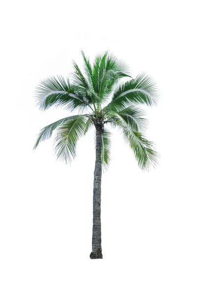 Árbol de coco aislado sobre fondo blanco utilizado para la publicidad de la arquitectura decorativa. Concepto de verano y playa —  Fotos de Stock