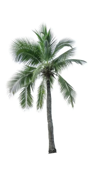 Кокосовое дерево выделяется на белом фоне, используемом для рекламы декоративной архитектуры. Концепция лета и пляжа — стоковое фото