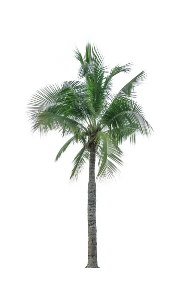 Кокосове дерево ізольоване на білому тлі, використовується для реклами декоративної архітектури. Концепція літа та пляжу — стокове фото