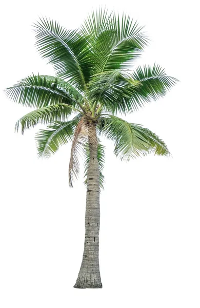 Árbol de coco aislado sobre fondo blanco utilizado para la publicidad de la arquitectura decorativa. Concepto de verano y playa —  Fotos de Stock