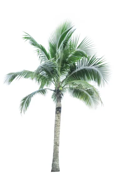 Кокосовое дерево выделяется на белом фоне, используемом для рекламы декоративной архитектуры. Концепция лета и пляжа — стоковое фото