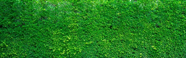 Красивий зелений фон стіни — стокове фото