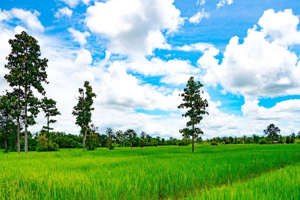 Campo de arroz y árbol con cielo azul y nubes en el noreste de Tailandia —  Fotos de Stock