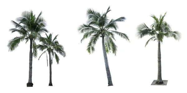 Zestaw Kokosowe drzewo na białym tle na białym tle wykorzystywane do reklamy dekoracyjne architektury. Koncepcja lato i — Zdjęcie stockowe