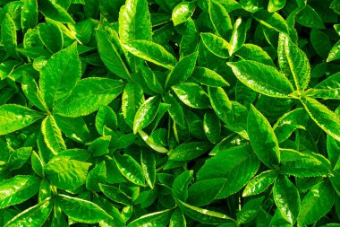 Yeşil arka plan bırakın. Yaprak dökmeyen çalı