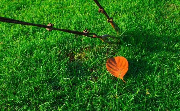 Stahlseil-Hebegurt-Clip auf grünem Gras und rotem trockenen Blatt — Stockfoto