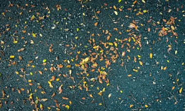 Güzel desen sarı kuru siyah asfalt üzerine bırakır.
