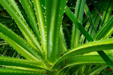 Pandanus tectorius, Pandanus odoratissimus ağaç sabah doğal güneş ışığı ile. Bitkisel diüretik için kullanın ve ateşi rahatlatmak.
