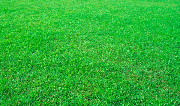 Grön gräs konsistens bakgrund — Stockfoto