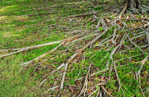 Prop kořen banyan strom a zelené trávy s přírodním slunci — Stock fotografie