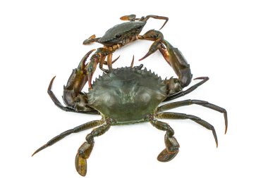 Scylla serrata. Büyük Yengeç pençesi beyaz arka plan üzerinde izole küçük Yengeç mücadele için kullanın. Deniz ürünleri restoranları kavramı için hammadde.