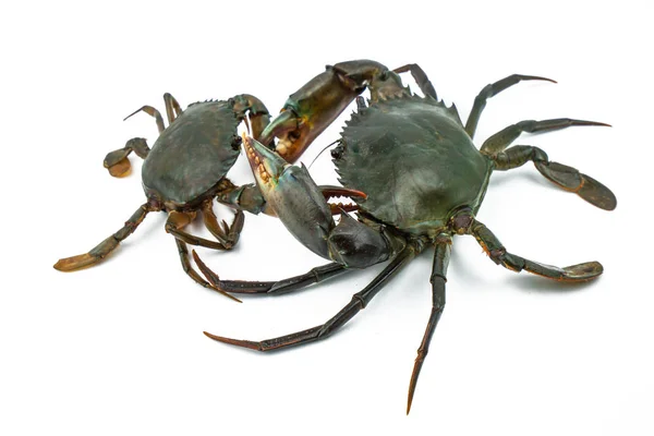 Scylla serrata. Big crab use the claw to fight small crab isolated on white background. Raw materials for seafood restaurants concept. — Stock Photo, Image