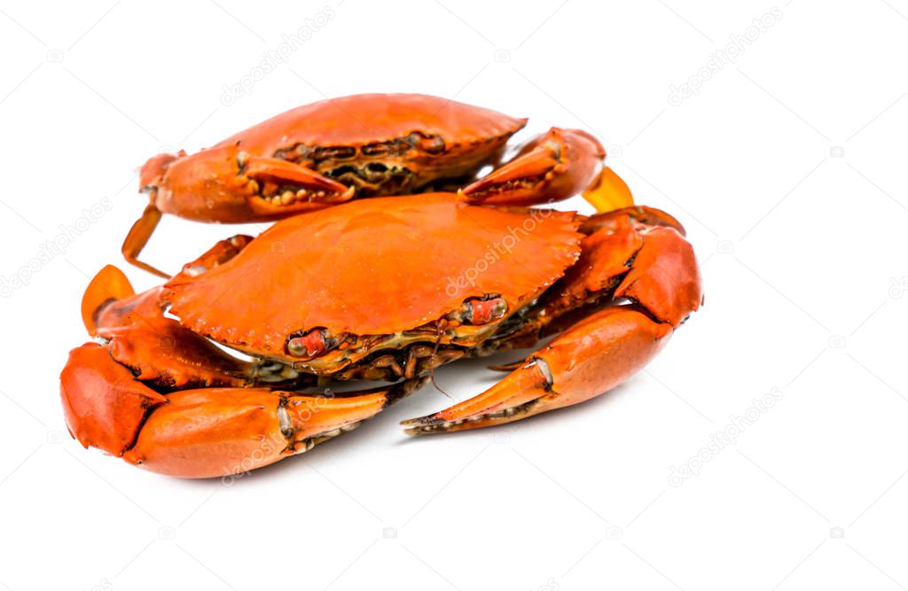 Scylla serrata. Two steamed crab isolated on white background with copy space. Seafood restaurants concept.