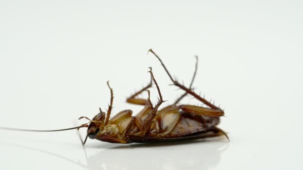 Kackerlackor Blattella Asahinai Sprayad Med Insekticider Och Liggande Vit Bakgrund — Stockvideo