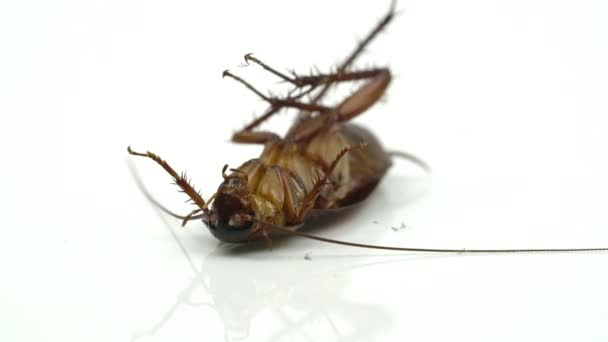 Κατσαρίδες Blattella Asahinai Είναι Ψεκασμένο Εντομοκτόνα Και Ξαπλωμένη Άσπρο Φόντο — Αρχείο Βίντεο