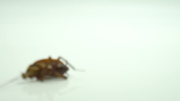 Les cafards (Blattella asahinai) sont pulvérisés avec des insecticides puis tombés sur le sol blanc. L'asthme et l'allergie déclenchent. Utilisé pour la publicité concept d'insecticide .