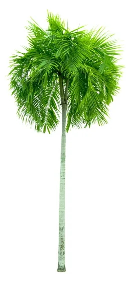 Маніла palm, Різдво дерево пальми (Veitchia merrillii (Becc). Й. в. Мур) ізольовані на білому тлі. використані в рекламних декоративної архітектури. Влітку і пляж концепції. — стокове фото