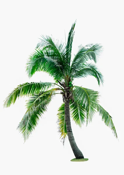 Coconut tree isolated on white background with copy space. Used for advertising decorative architecture. Summer and beach concept — Stock Photo, Image