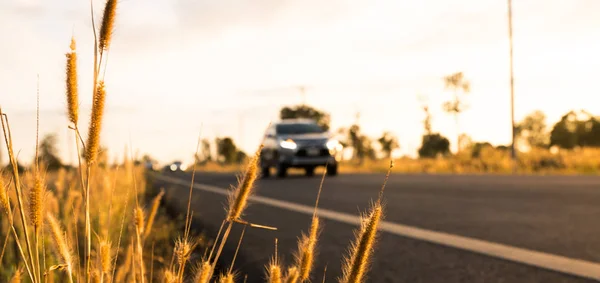 Bloem van gras met onscherpe achtergrond van auto en asfalt weg, blauwe lucht, witte wolken en elektrische paal op platteland — Stockfoto