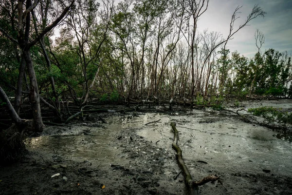 澄んだ白い空を背景に、マングローブ林の緑の葉と枯れ木。暗い感情的なシーン. — ストック写真