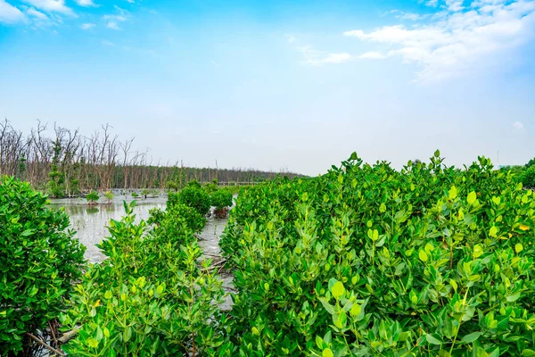 Árbol de manglar y árbol muerto en bosque de manglares con cielo azul y nubes — Foto de Stock