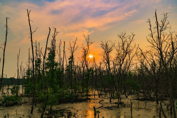 Зеленые листья мангрового дерева и мертвое дерево в мангровом лесу вечером с драматической сценой эмоционального неба — стоковое фото