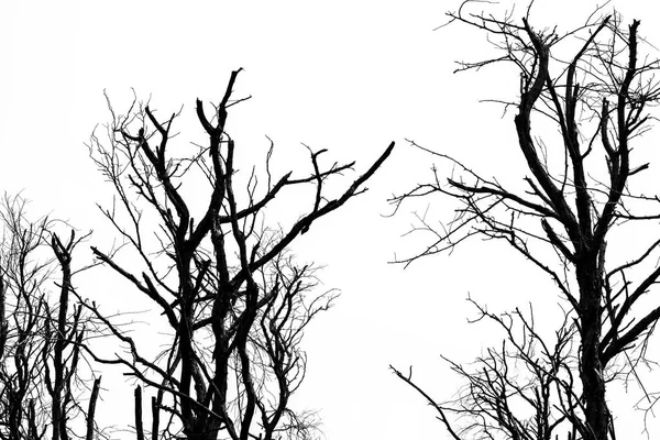 Ölü ağaç için açık beyaz gökyüzü arka plan üzerinde izole siluet korkunç ya da ölüm. — Stok fotoğraf