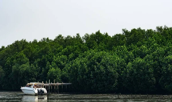Bosque de manglar verde y barco blanco en la orilla del mar con cielo blanco claro . —  Fotos de Stock