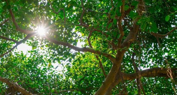 La luz del sol brilla a través de las hojas verdes del árbol de Banyan . —  Fotos de Stock