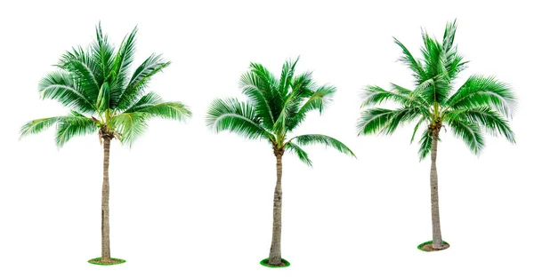 Σύνολο καρύδας δέντρο που απομονώνονται σε λευκό φόντο χρησιμοποιείται για τη διαφήμιση διακοσμητική αρχιτεκτονική. Καλοκαίρι και η παραλία έννοια. Τροπικού φοίνικα. — Φωτογραφία Αρχείου