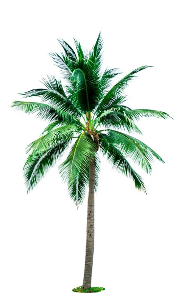 Καρύδας δέντρο που απομονώνονται σε λευκό φόντο με αντίγραφο χώρου. Χρησιμοποιείται για τη διαφήμιση διακοσμητική αρχιτεκτονική. Καλοκαίρι και η παραλία έννοια. Τροπικού φοίνικα. — Φωτογραφία Αρχείου