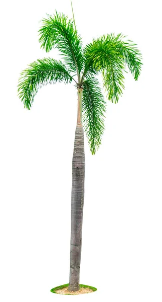 Μανίλα παλάμη, Χριστούγεννα παλάμη δέντρο (Veitchia merrillii) που απομονώνονται σε λευκό φόντο με αντίγραφο χώρου. Χρησιμοποιείται για τη διαφήμιση διακοσμητική αρχιτεκτονική. Καλοκαίρι και η παραλία έννοια. — Φωτογραφία Αρχείου
